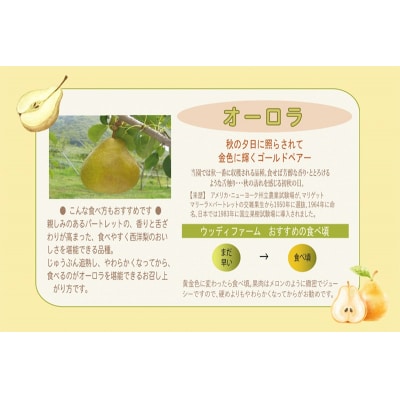 西洋梨(オーロラ)3kg　7玉　5L～6L　特秀品　0062-2503