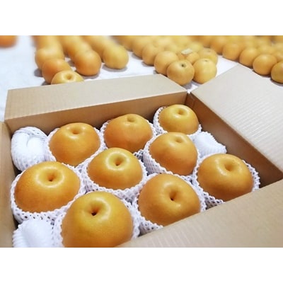 【樹上完熟】和梨「豊水」　5kg　7～16玉(直送便)　0148-2610