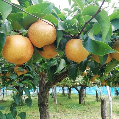 【直送便】完熟シャインマスカットと和梨セット(小)　0148-2611