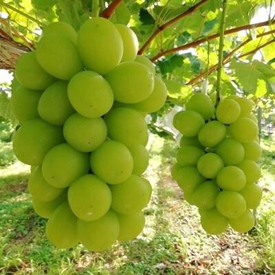 【直送便】完熟シャインマスカットと和梨セット(小)　0148-2611