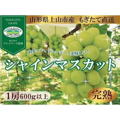 【樹上完熟】シャインマスカット　1房(もぎたて直送)　0148-2613
