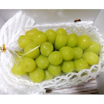 【樹上完熟】シャインマスカット　1房(もぎたて直送)　0148-2613