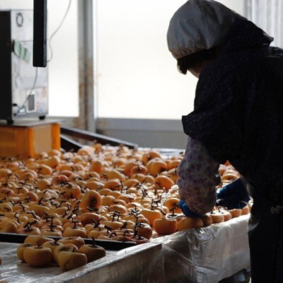 【酸化防止剤不使用】紅干し柿　2Lサイズ　4個×4袋　0153-2601