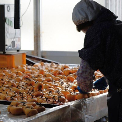 紅柿で作ったあんぽ柿　4個×4パック　0153-2602