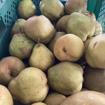 【農園直送!】西洋梨(ラ・フランス)3kg　ご家庭用　0044-2604