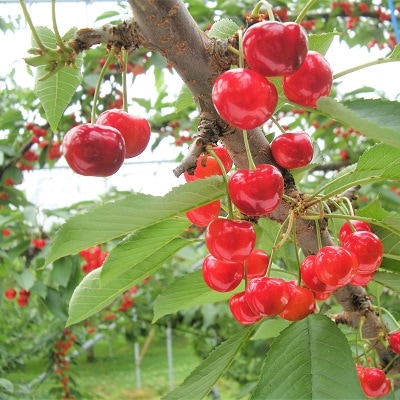 さくらんぼ(佐藤錦)800g　ご家庭用　0025-2602