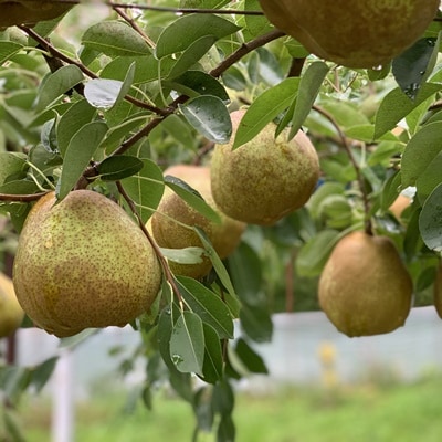 西洋梨(ラ・フランス)大玉　3玉　秀品　0079-2616