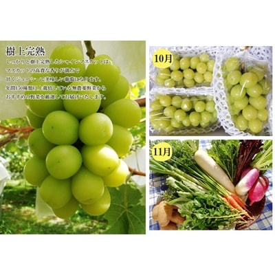 【定期便:全6回】フルーツと無農薬野菜(栽培期間中)の定期便　0148-2601