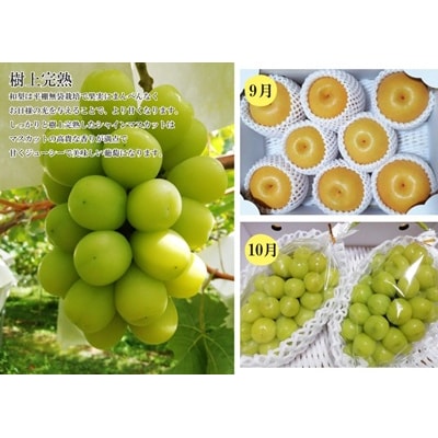 【定期便:全4回】フルーツと無農薬野菜(栽培期間中)の定期便　0148-2602