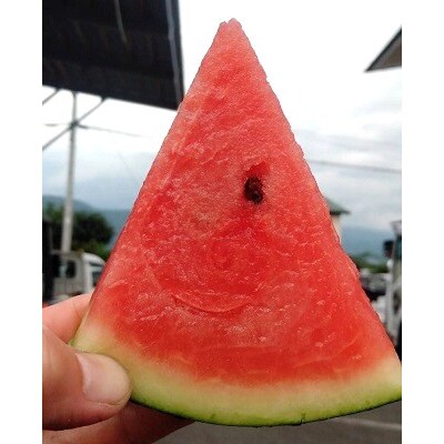 【フルーツ王国直送!】山形の大玉すいか(羅皇ザ・スウィート)1個　0033-2603