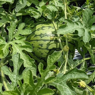 【フルーツ王国直送!】山形の大玉すいか(羅皇ザ・スウィート)1個　0033-2603