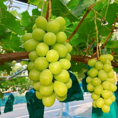 シャインマスカット　3房　合計1.8kg　特秀品・化粧箱入り　0047-2611