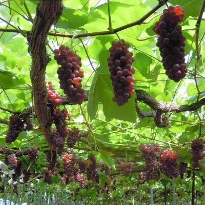 ぶどう(デラウェア)1kg　0142-2601