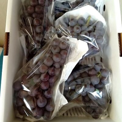 ぶどう(スチューベン)2kg　ご家庭用　0142-2605