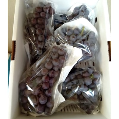 ぶどう(スチューベン)2kg　ご家庭用　0142-2505