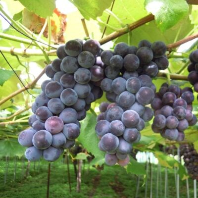 ぶどう(スチューベン)2kg　ご家庭用　0142-2605