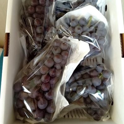 ぶどう(スチューベン)2kg　ご家庭用　0142-2605