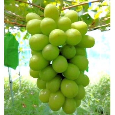 シャインマスカット　2～4房　合計1.4kg以上　0142-2608