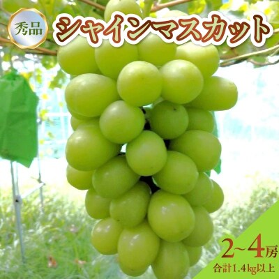 シャインマスカット　2～4房　合計1.4kg以上　0142-2608