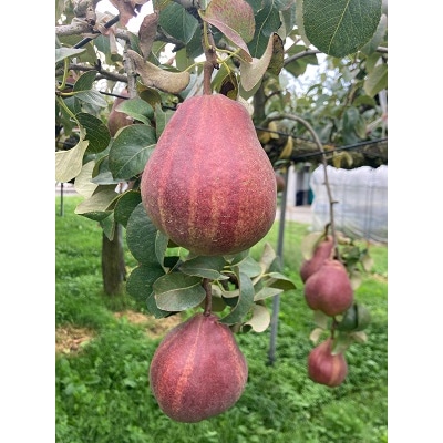 【リーガル・レッド・コミス】と【ラ・フランス】の詰合せ　3kg　0078-2601