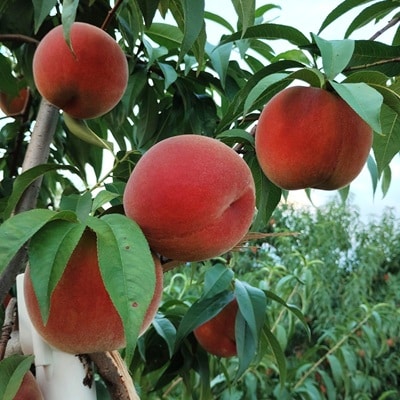 山形の旬の桃(品種おまかせ)3kg　0030-2610