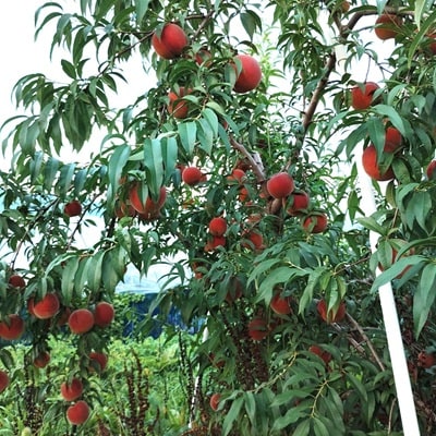 山形の旬の桃(品種おまかせ)3kg　0030-2610