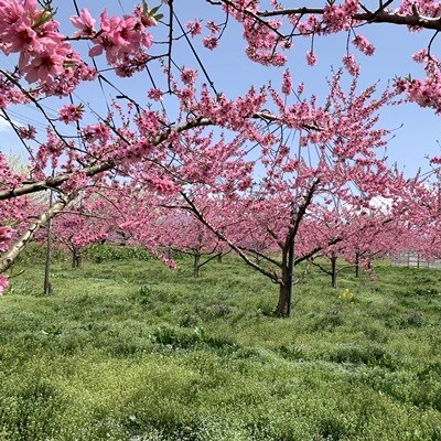 白桃(品種おまかせ)3kg　0020-2612