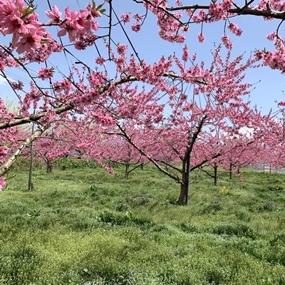 白桃(品種おまかせ)5kg　0020-2613