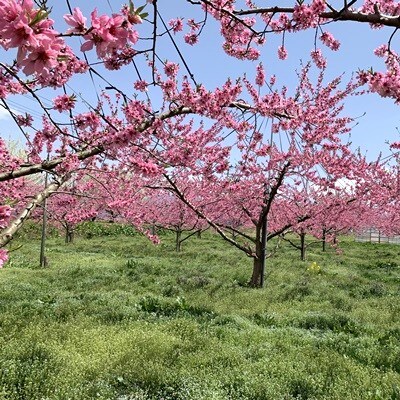 白桃(品種おまかせ)5kg　0020-2613