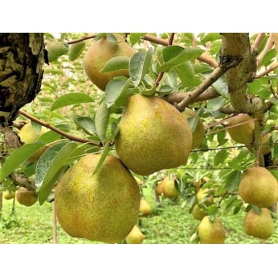 【山形セレクション認定品】西洋梨(ラ・フランス)3kg　特秀品　0010-2604