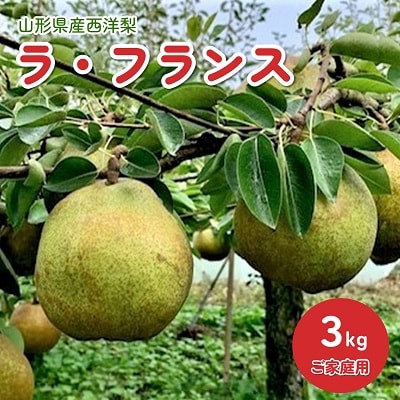 西洋梨(ラフランス)3kg　ご家庭用　0010-2603