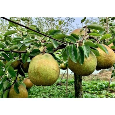 西洋梨(ラ・フランス)3kg　ご家庭用　0010-2603