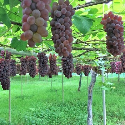 【産地直送】ぶどう(デラウェア)ご家庭用　0079-2609