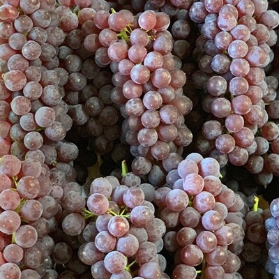 【産地直送】ぶどう(デラウェア)ご家庭用　0079-2609