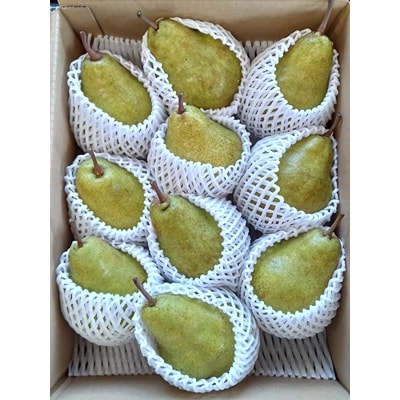 西洋梨(シルバーベル)5kg　8～12玉　ご家庭用　0042-2611