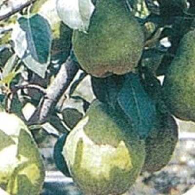 西洋梨(シルバーベル)5kg　8～12玉　ご家庭用　0042-2611