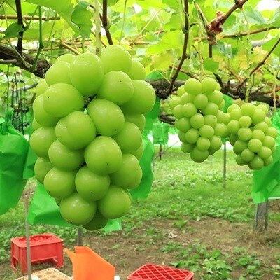 【特選・大房】シャインマスカット　1房(750g以上)化粧箱入　0049-2609