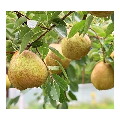 西洋梨(ラ・フランス)5kg　10～20玉　ご家庭用　0079-2617