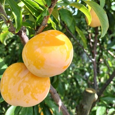 【数量限定】プラム(ゴールド秋姫)1.2kg　秀品　0106-2605