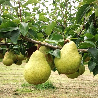 西洋梨(マルゲリット・マリーラ)3.7kg　6玉　大玉　特秀品　0042-2502