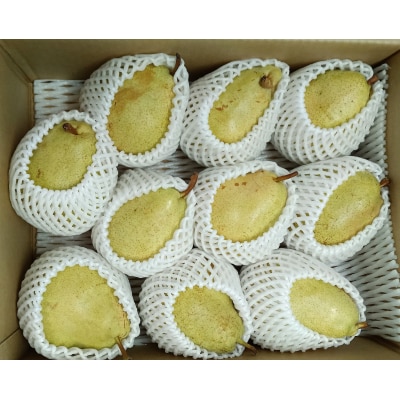 西洋梨(マルゲリット・マリーラ)5kg　10玉　特秀品　0042-2604