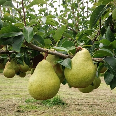 西洋梨(マルゲリット・マリーラ)5kg　10玉　特秀品　0042-2604