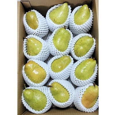 西洋梨(マルゲリット・マリーラ)5kg　8～12玉　ご家庭用　0042-2501