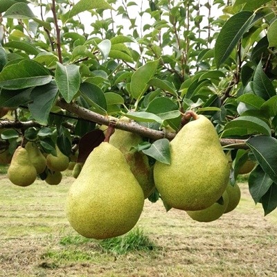 西洋梨(マルゲリット・マリーラ)5kg　8～12玉　ご家庭用　0042-2602