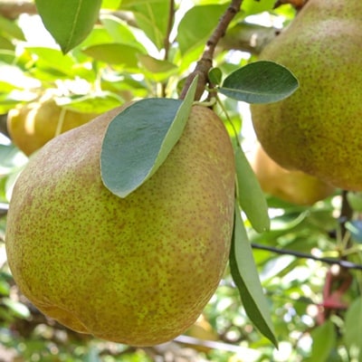 【超大玉8Lサイズ!!】ラ・フランス　4玉　ご家庭用　0078-2608