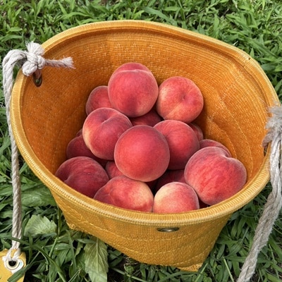 白桃(品種おまかせ)3kg　0096-2602