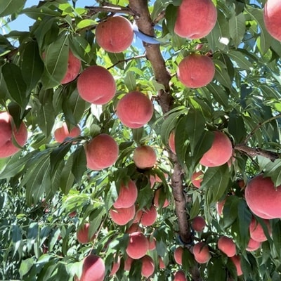 白桃(品種おまかせ)3kg　0096-2602