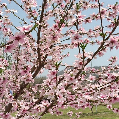 白桃(品種おまかせ)3kg　0096-2602