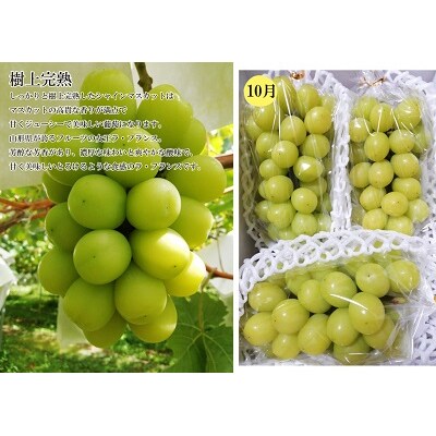 【定期便:全3回】フルーツ定期便　0148-2505