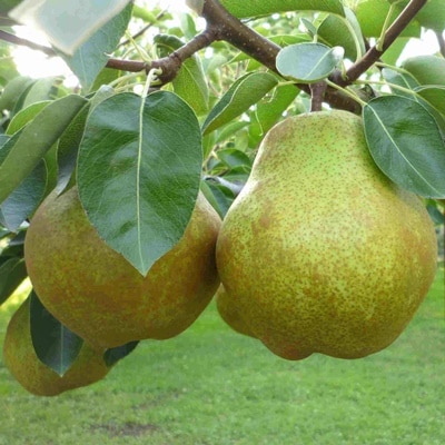 西洋梨(ラ・フランス)3kg　大玉　ご家庭用　0009-2610